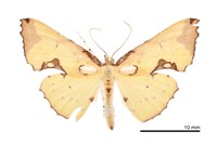 藏品(滿月圓窗尺蛾)的圖片